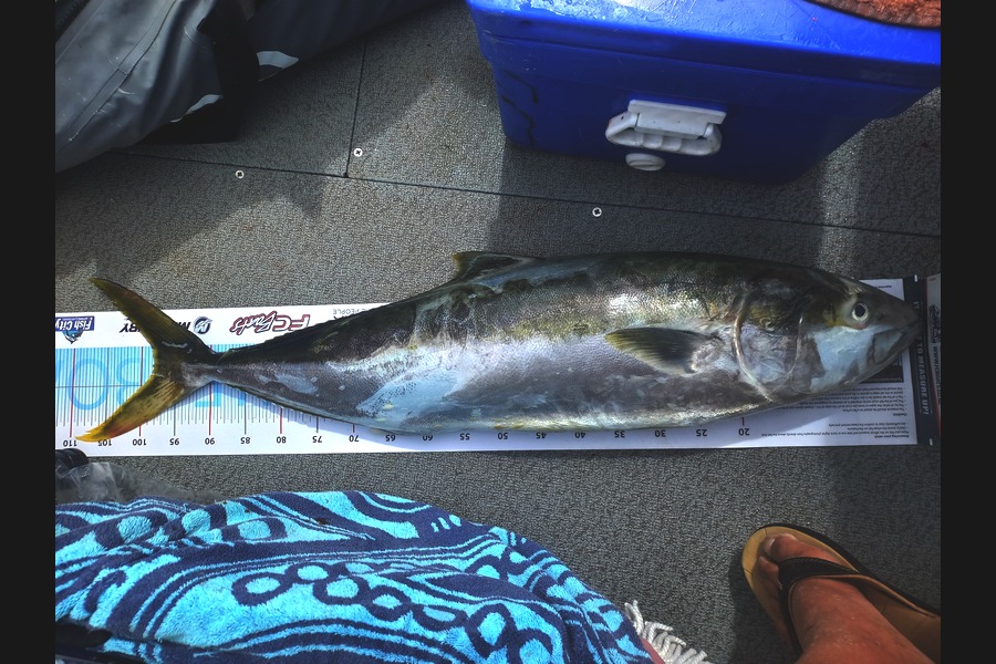 Andrew Tohu caught this 98.5cm Kingfish at Northland during The Export NZ Fishing Competition