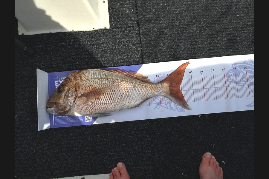 Steven  Jackson  caught this 59.5cm Snapper at Coromandel during The Export NZ Fishing Competition