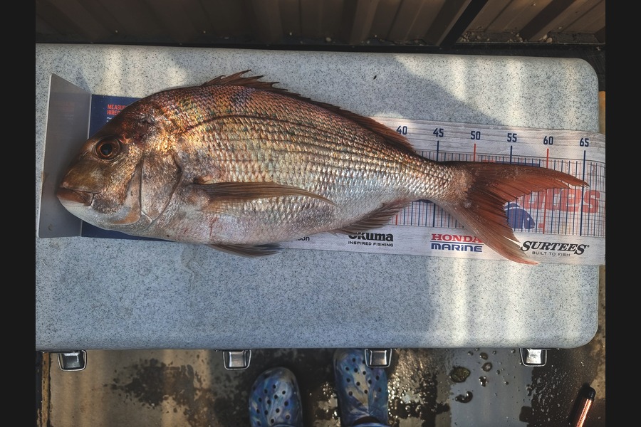 Andrew  Graham  caught this 53cm Snapper at Auckland during The Export NZ Fishing Competition