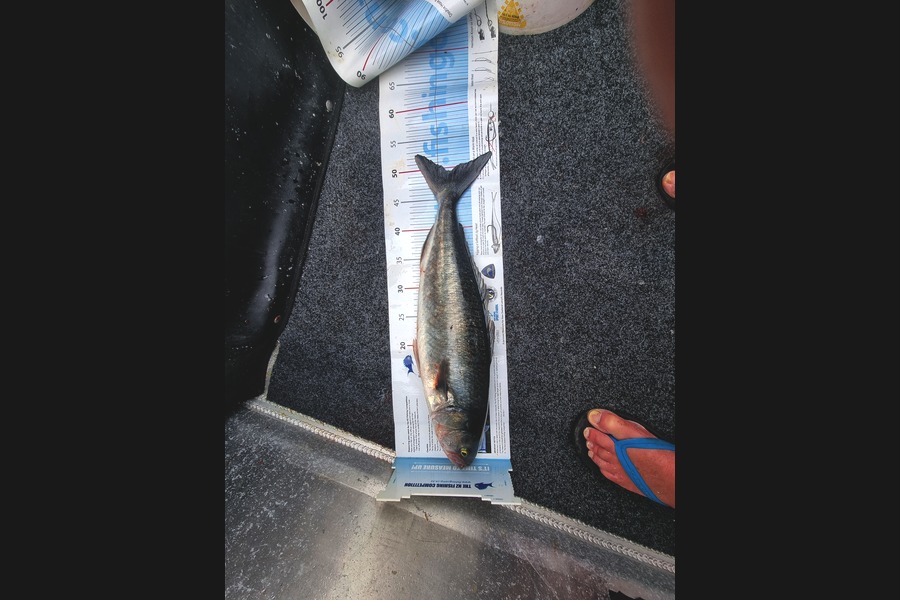 Peter McComish caught this 49.5cm Kahawai at Coromandel during The Export NZ Fishing Competition