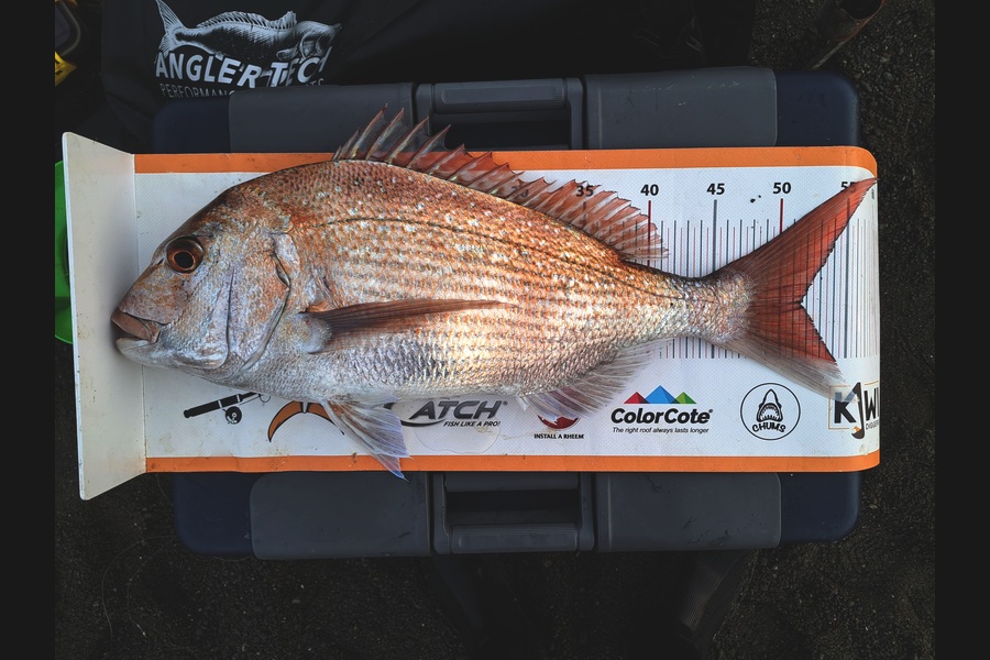 Harry Kovacs caught this 51.5cm Snapper at Wairarapa
 during The Export NZ Fishing Competition