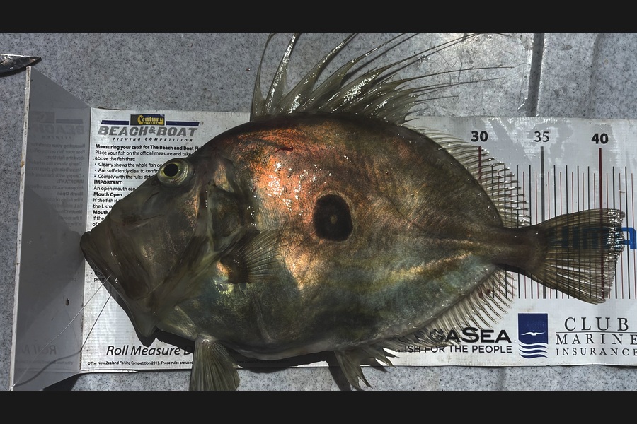 Brendan Lochead caught this 41.5cm John Dory at Auckland during The Export NZ Fishing Competition