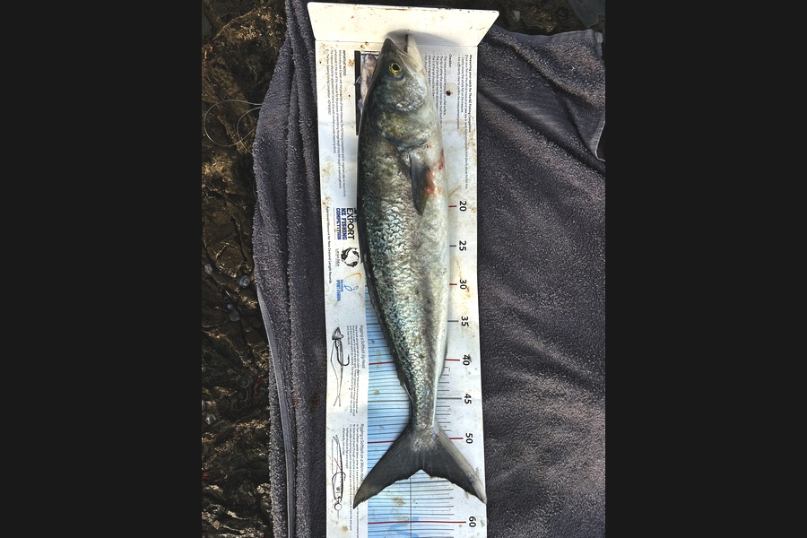 Joshua Riri caught this 53.5cm Kahawai at Bay of Plenty during The Export NZ Fishing Competition
