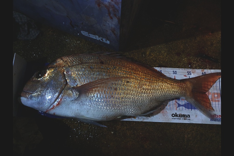 Dan Musson caught this 60.0cm Snapper at Wellington during The Export NZ Fishing Competition