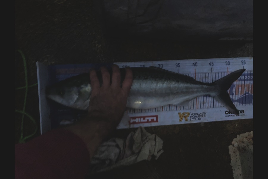 Anthony Murray caught this 49.0cm Kahawai at Wellington during The Export NZ Fishing Competition