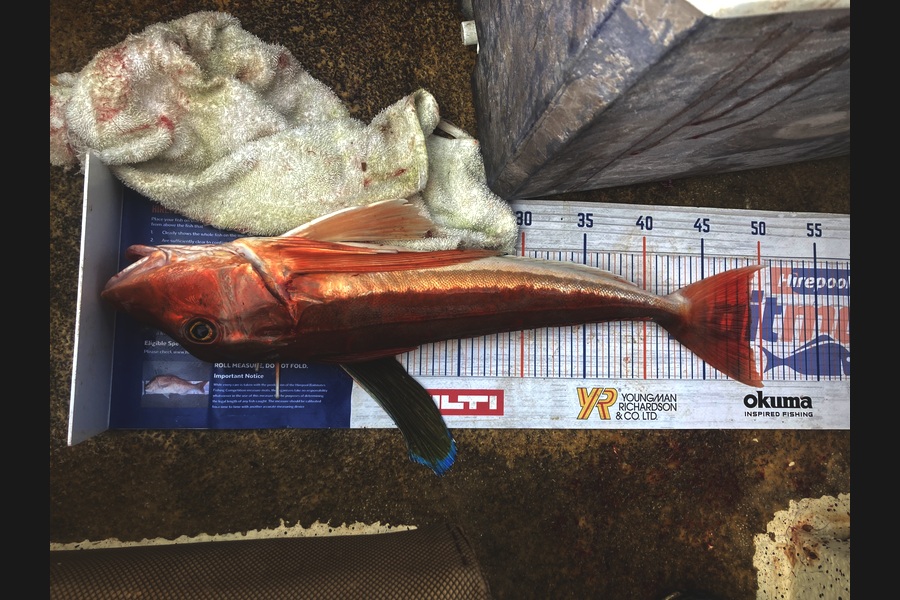 Anthony Murray caught this 49.0cm Gurnard at Wellington during The Export NZ Fishing Competition