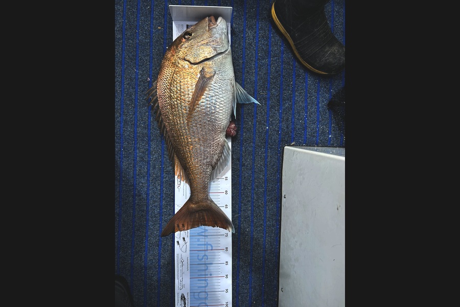 Gregory  Gill caught this 71.5cm Snapper at Nelson/Marlborough during The Export NZ Fishing Competition