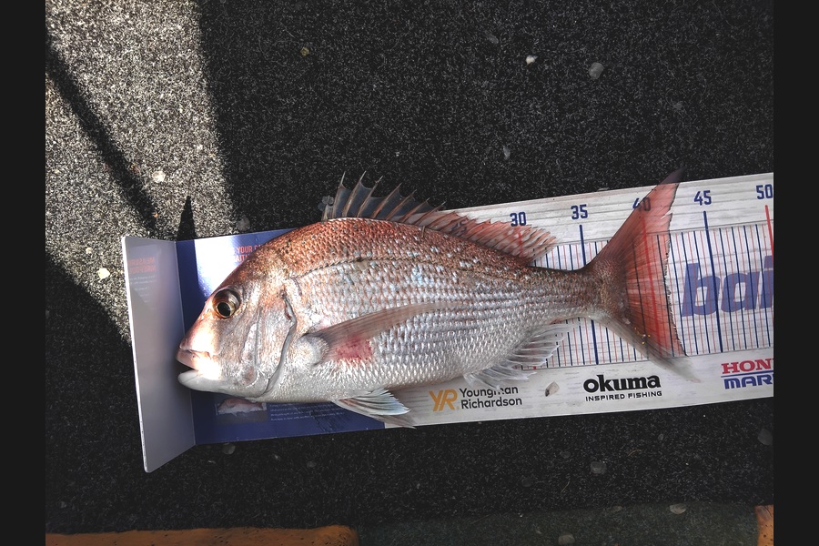 Alex Devine caught this 41.0cm Snapper at Auckland during The Export NZ Fishing Competition