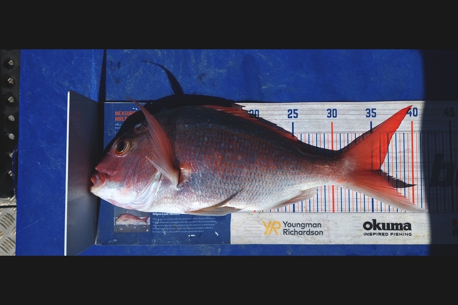 Barry  Howard caught this 35.5cm Snapper at Auckland during The Export NZ Fishing Competition