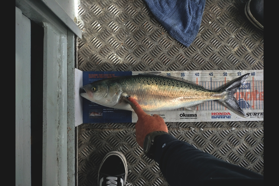 Estella  Carmichael  caught this 52.5cm Kahawai at Hawkes Bay during The Export NZ Fishing Competition