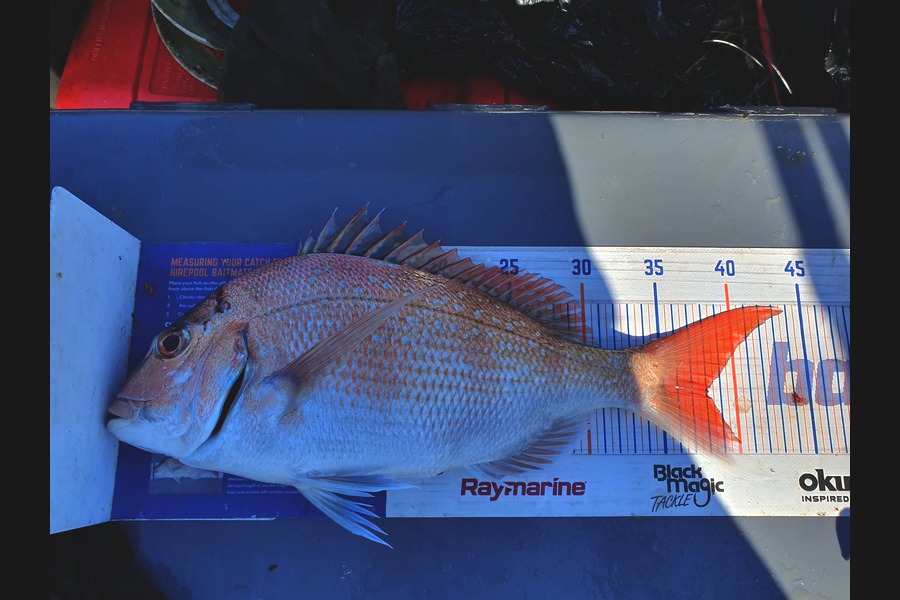 Dan Musson caught this 38.0cm Snapper at Wellington during The Export NZ Fishing Competition