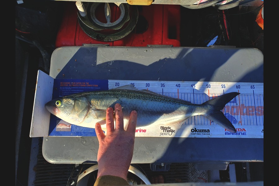 Dan Musson caught this 53cm Kahawai at Wellington during The Export NZ Fishing Competition