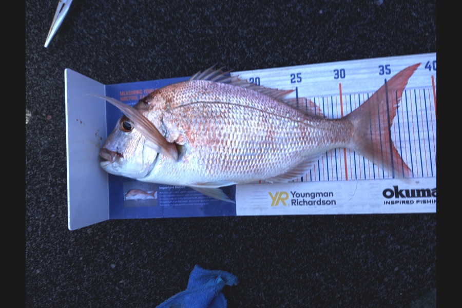 Sandra Dicker caught this 35.0cm Snapper at Auckland during The Export NZ Fishing Competition