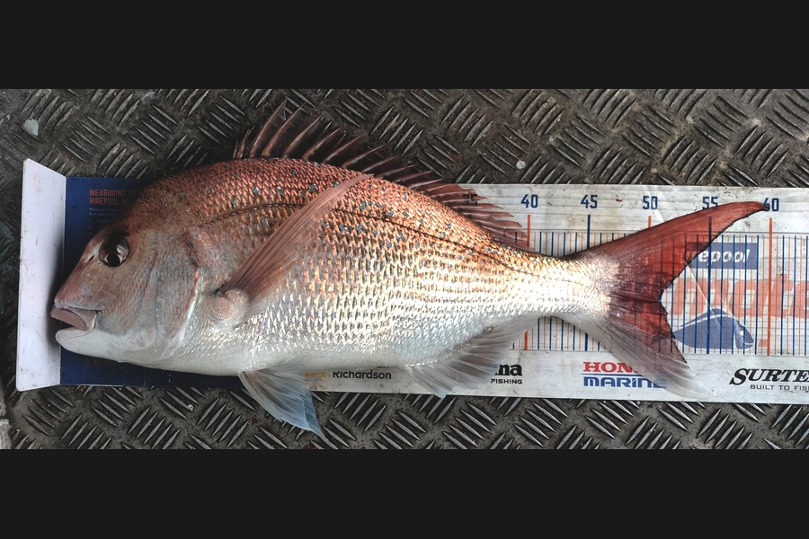 Tim  McKenzie caught this 50.5cm Snapper at Hawkes Bay during The Export NZ Fishing Competition