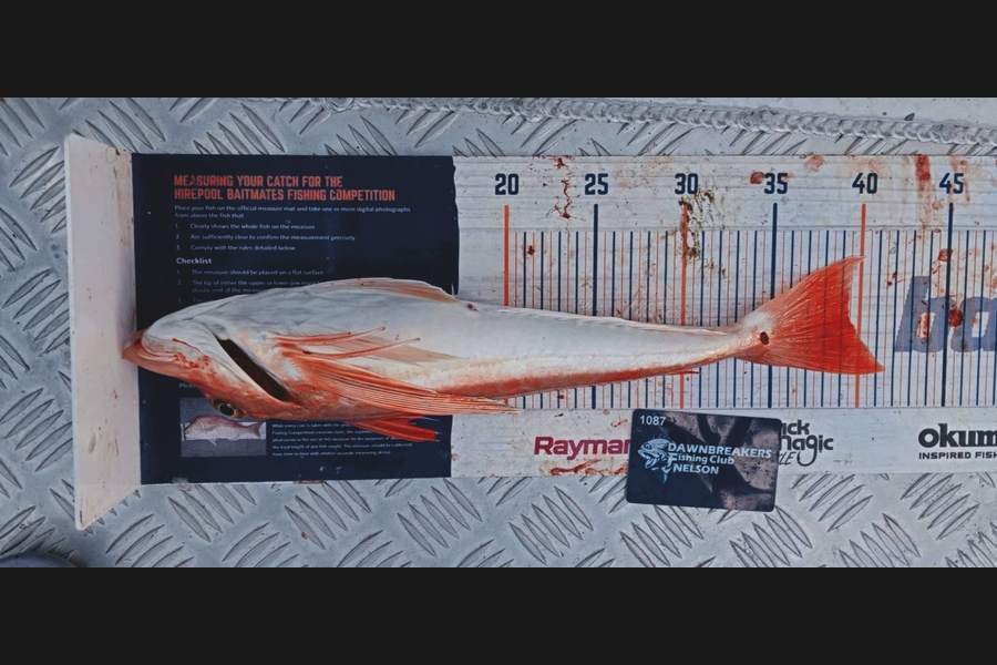 Carol Brannen caught this 39.0cm Gurnard at Nelson/Marlborough during The Export NZ Fishing Competition
