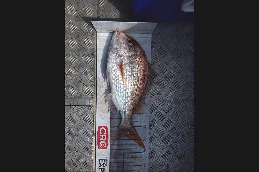James Bailey caught this 38.5cm Snapper at Bay of Plenty during The Export NZ Fishing Competition