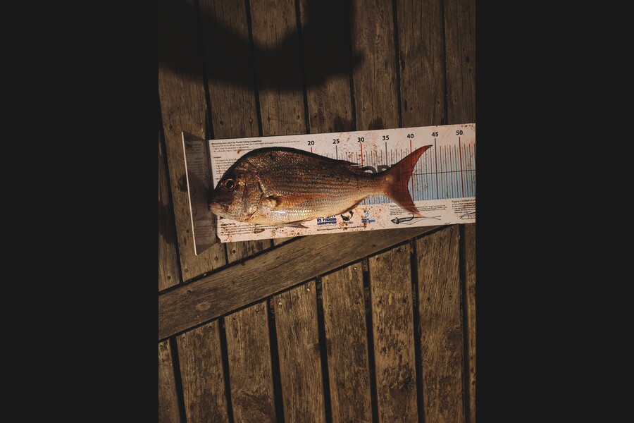 Patrick Costelloe caught this 39.0cm Snapper at Northland during The Export NZ Fishing Competition
