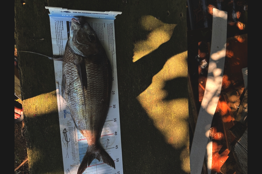 Stephen Lumb caught this 47.5cm Tarakihi at Taranaki during The Export NZ Fishing Competition