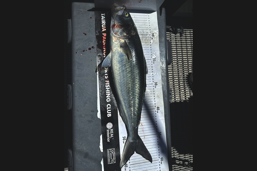 Blair Brookbanks caught this 55.0cm Kahawai at Coromandel during The Export NZ Fishing Competition