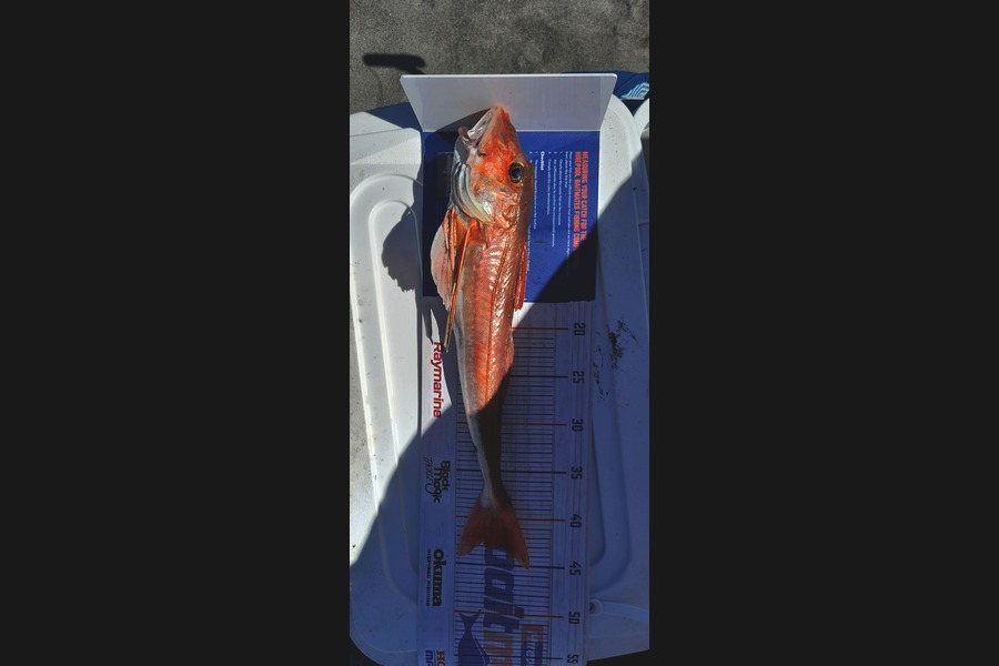 Pete Walker caught this 43.0cm Gurnard at West Coast during The Export NZ Fishing Competition