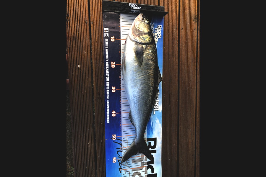 Phil Shields caught this 57.0cm Kahawai at Northland during The Export NZ Fishing Competition