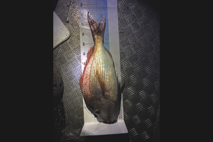 Remy Sandoy caught this 48.5cm Snapper at Auckland during The Export NZ Fishing Competition