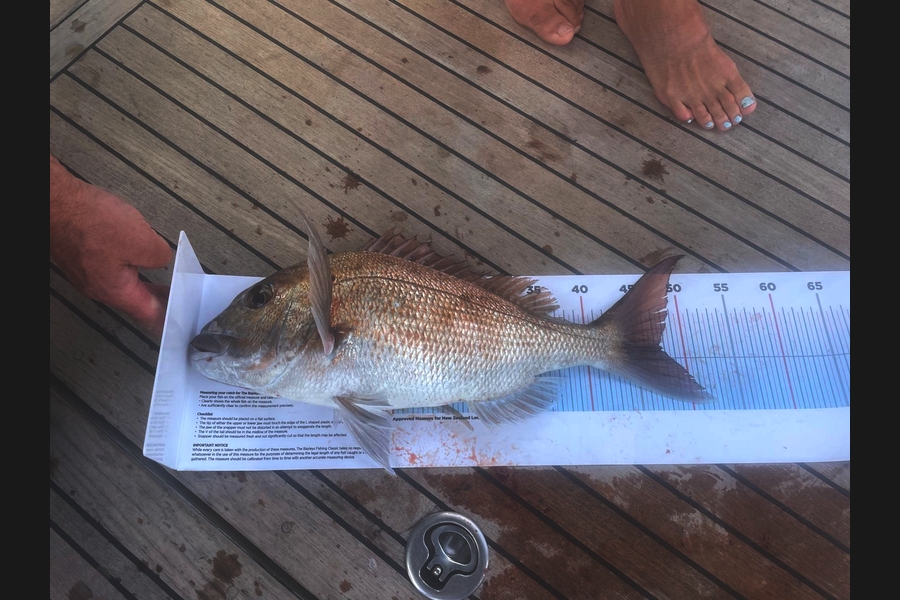 Chris Batchelor caught this 47.5cm Snapper at Auckland during The Export NZ Fishing Competition