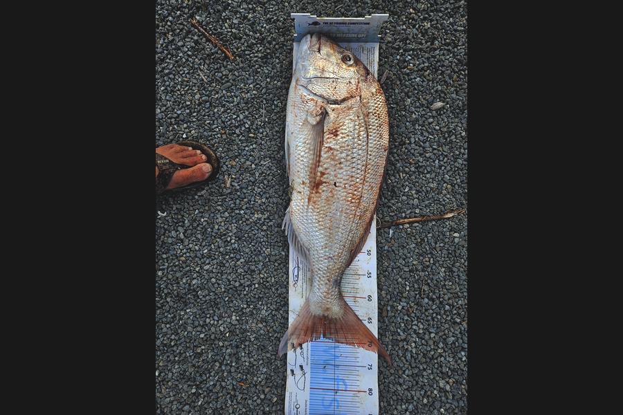 Glen Downie caught this 69.0cm Snapper at Hawkes Bay during The Export NZ Fishing Competition