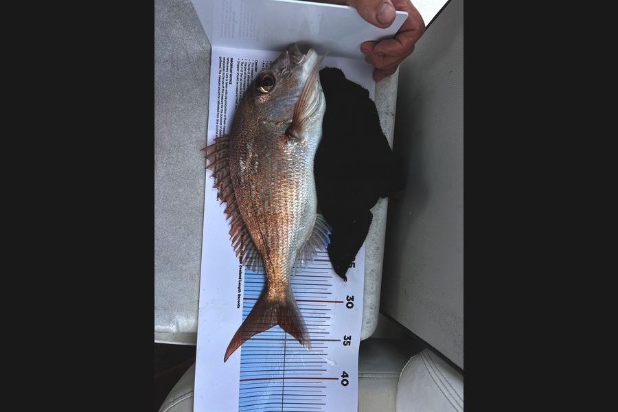 Sally Dawson caught this 33.0cm Snapper at Auckland during The Export NZ Fishing Competition
