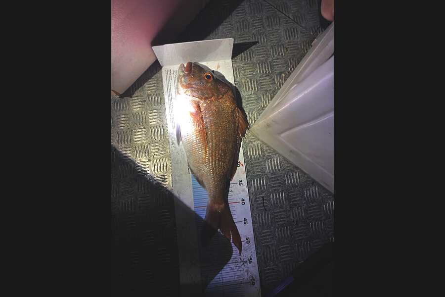 James McKelvie caught this 45.5cm Snapper at Auckland during The Export NZ Fishing Competition
