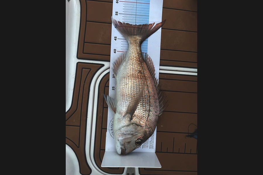 Nick Gilbert caught this 51.0cm Snapper at Auckland during The Export NZ Fishing Competition