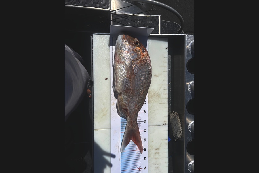 Jordan Metcalfe caught this 54.0cm Snapper at Waikato during The Export NZ Fishing Competition