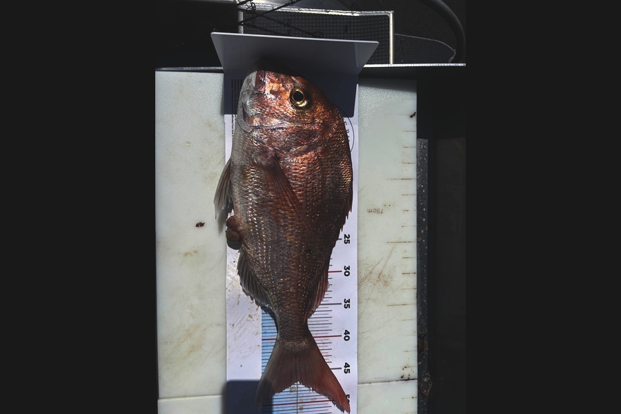 Gert Maritz caught this 46.5cm Snapper at Waikato during The Export NZ Fishing Competition