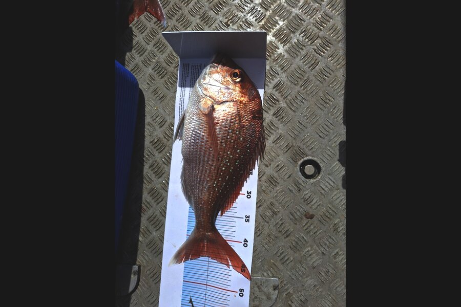 Chris Wright caught this 44.0cm Snapper at Waikato during The Export NZ Fishing Competition