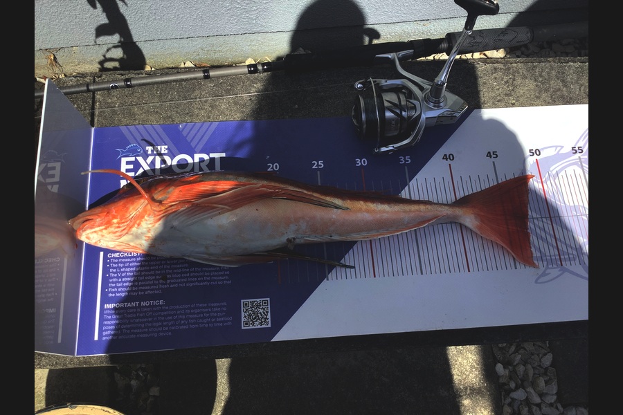 John & Michelle Robinson caught this 47.0cm Gurnard at Wellington during The Export NZ Fishing Competition