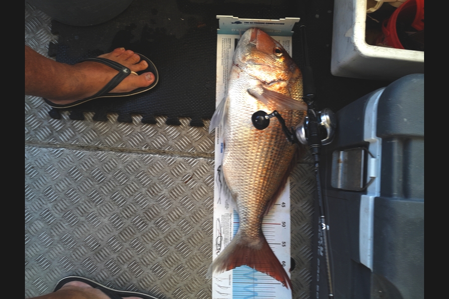 Tony  Haussmann caught this 60.5cm Snapper at Nelson/Marlborough during The Export NZ Fishing Competition