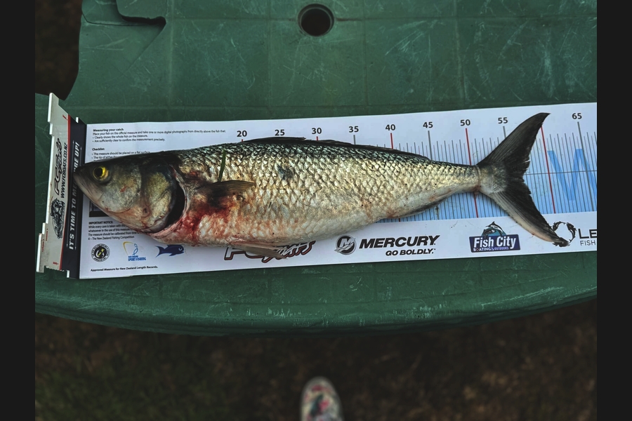 Dean OBrien caught this 56.5cm Kahawai at Wairarapa
 during The Export NZ Fishing Competition