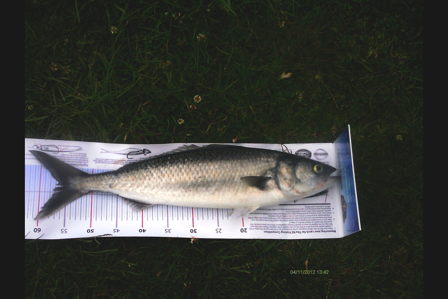 Jeff Holden caught this 55.5cm Kahawai at Croisilles Harbour during The Export NZ Fishing Competition