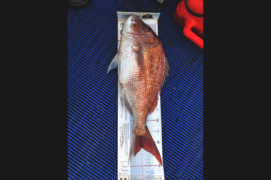 Johnny Huynen caught this 61.5cm Snapper at Wellington during The Export NZ Fishing Competition
