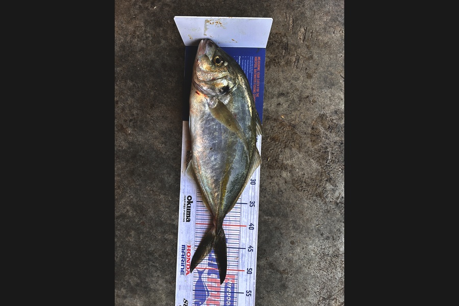 Johnny Huynen caught this 44.5cm Trevally at Wellington during The Export NZ Fishing Competition