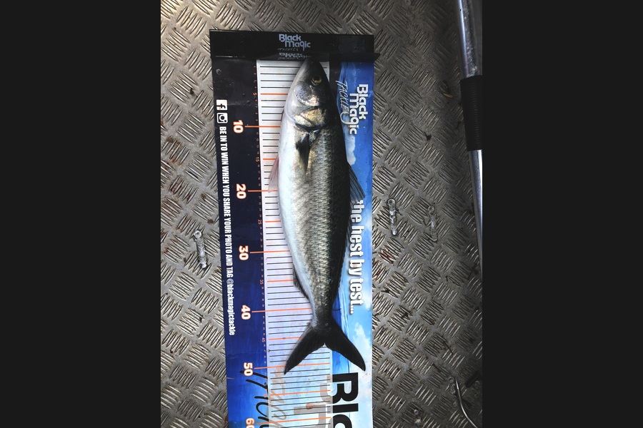 Phil Shields caught this 46.0cm Kahawai at Northland during The Export NZ Fishing Competition