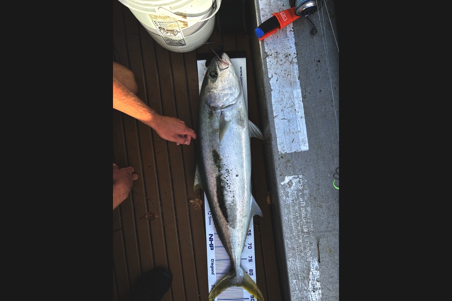 Nathan Burgess caught this 85.0cm Kingfish at Auckland during The Export NZ Fishing Competition