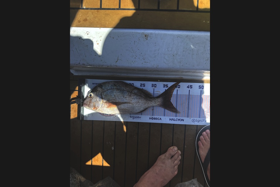 Ben Mellow caught this 37.0cm Snapper at Bay of Plenty during The Export NZ Fishing Competition