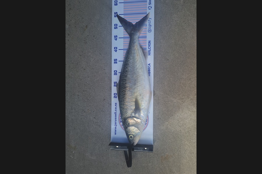 Jamie Waterhouse caught this 50.5cm Kahawai at Bay of Plenty during The Export NZ Fishing Competition