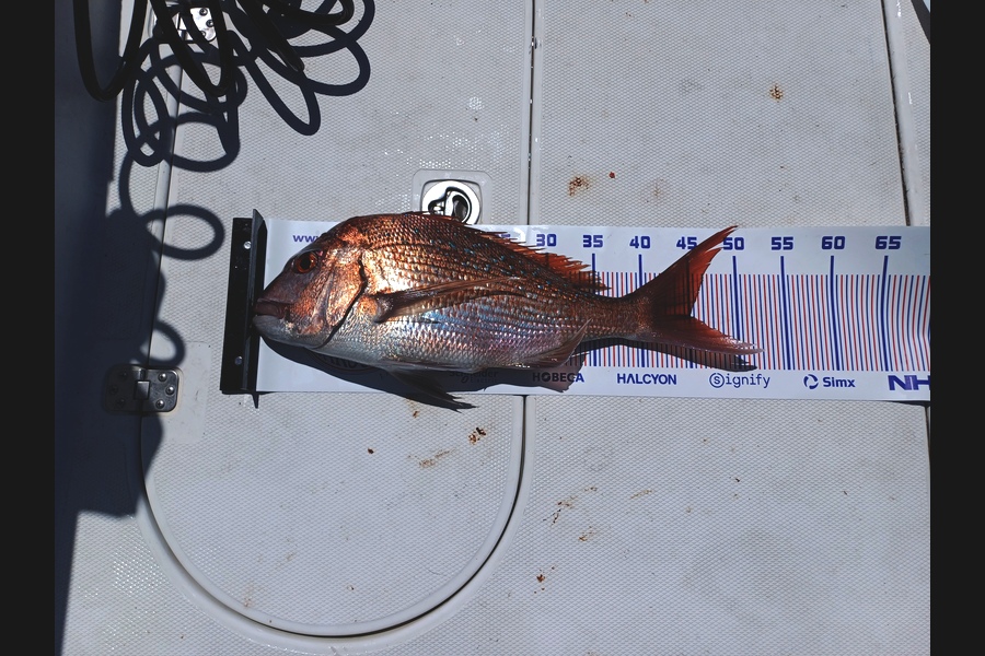 Steve Carter caught this 45.0cm Snapper at Bay of Plenty during The Export NZ Fishing Competition