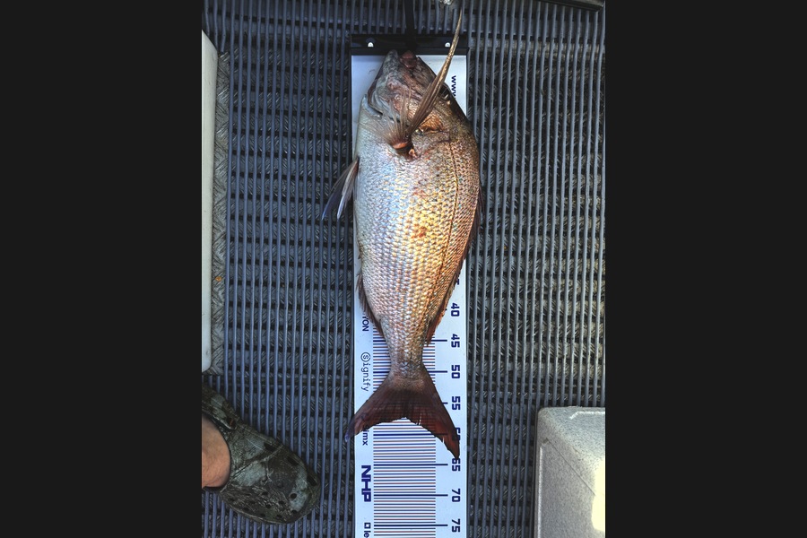 Jacob Tucker caught this 57.0cm Snapper at Bay of Plenty during The Export NZ Fishing Competition