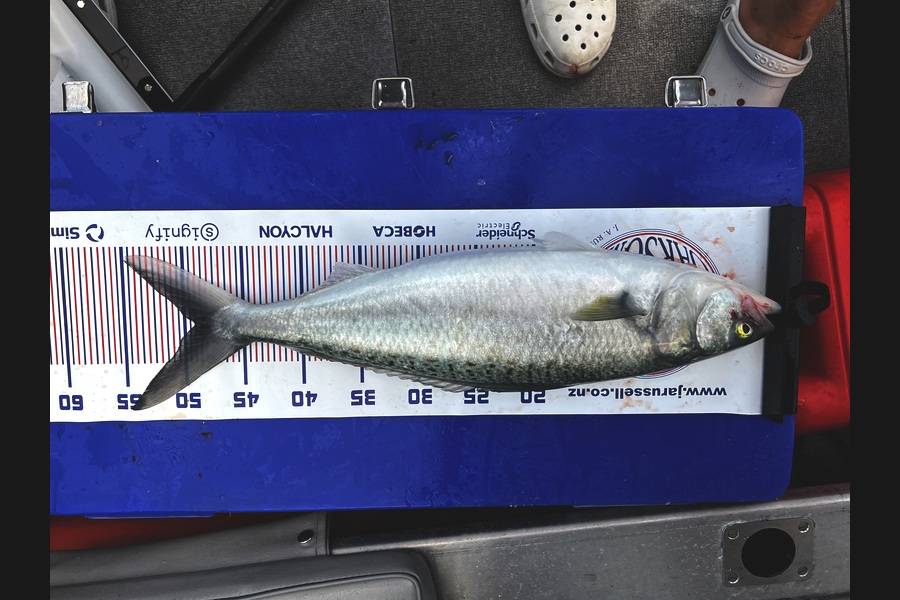 Troy Sullivan caught this 48.5cm Kahawai at Bay of Plenty during The Export NZ Fishing Competition