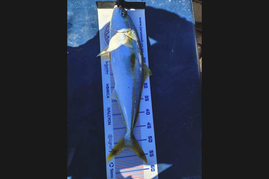Stephan Botha caught this 52.5cm Kingfish at Bay of Plenty during The Export NZ Fishing Competition