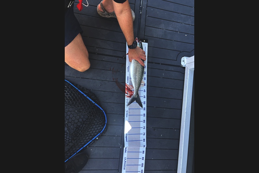Damon Pinkham caught this 47.0cm Kahawai at Bay of Plenty during The Export NZ Fishing Competition