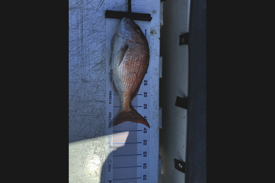 Tom Osbourne caught this 41.0cm Snapper at Auckland during The Export NZ Fishing Competition